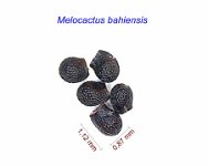 Melocactus bahiensis .jpg